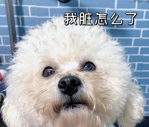 比熊犬的依赖性行为解析（为什么比熊如此黏人？如何处理比熊的依赖问题？）