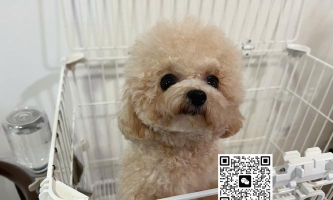 贵宾幼犬能否喝人的奶粉？（宠主需注意的事项及替代选择）