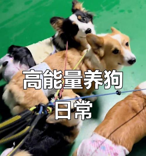柯基狗吃完饭后的拉屎时间是多久？（探究三个月大柯基狗饮食与排便之间的关系）