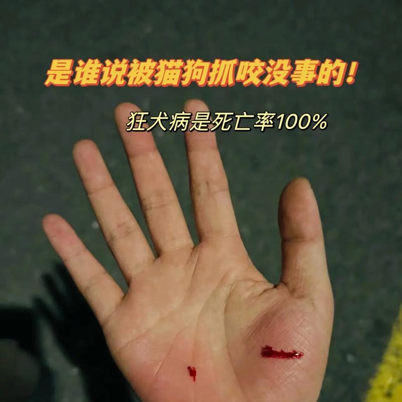 被猫咬伤出血，是否会感染狂犬病？（如何判断猫抓伤后是否感染狂犬病毒）
