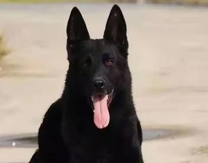 东德牧羊犬十大名犬——英勇无畏的守护者（拥有十大名犬的东德牧羊犬在工作和竞赛中脱颖而出）