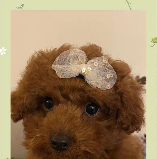 科学饲养泰迪幼犬，教你5个方法不学后悔（以泰迪幼犬为主题，有效饲养方法让你的小狗健康成长）