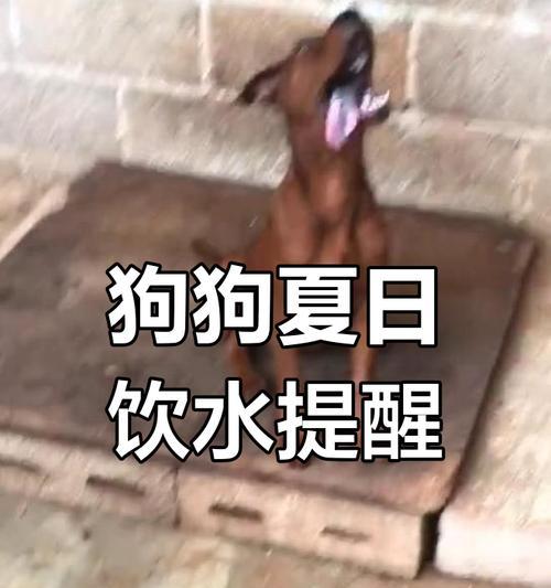 狗狗口渴频繁喝水，寻求主人的关注和帮助（宠物狗饮水异常，主人需留意可能的健康问题）