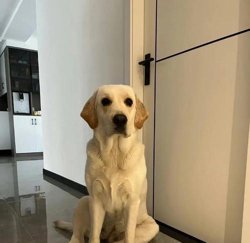 《109万养一只拉布拉多犬，值得吗？》（探索养犬的投资成本与回报，拥抱无尽的爱与快乐）