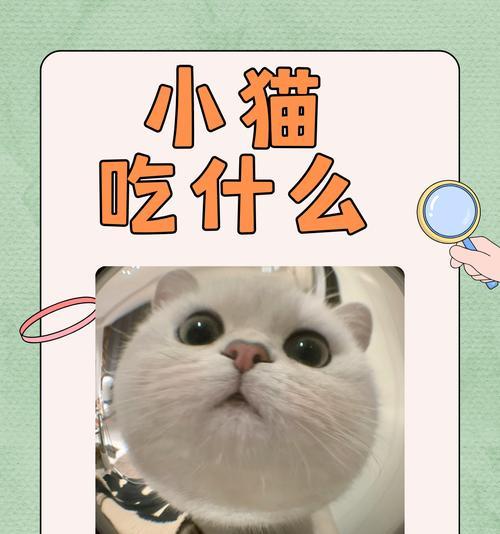 幼猫多久可以吃硬猫粮？（幼猫转换到硬猫粮的最佳时机及注意事项）