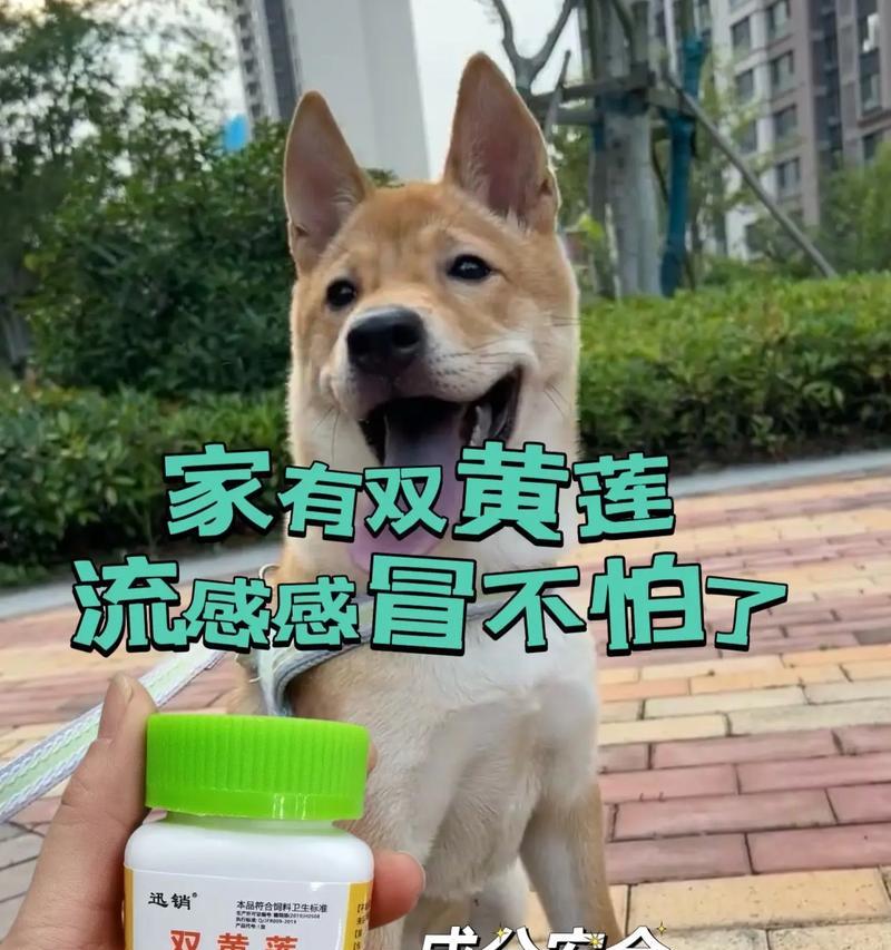 狗狗发烧了怎么办？（判断狗狗是否发烧，测量方法解析）
