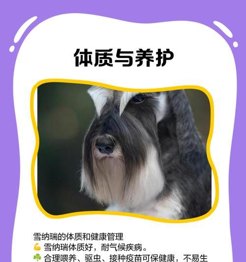 养雪纳瑞的优势（了解雪纳瑞的优点，成为合格的狗主人）