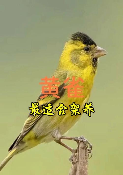 饲养和食用的美味之鸟——了解哪些鸟类适合养殖和食用（选择合适的鸟类饲养，品味多样的美食）