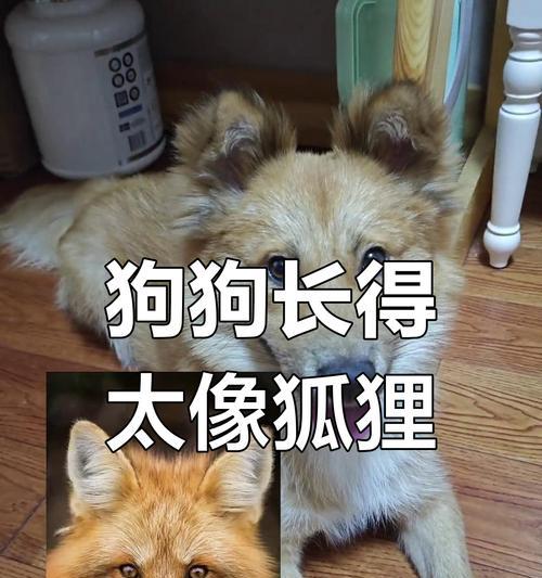 探讨狗狗听懂人话的原因（狗狗沟通能力揭秘）