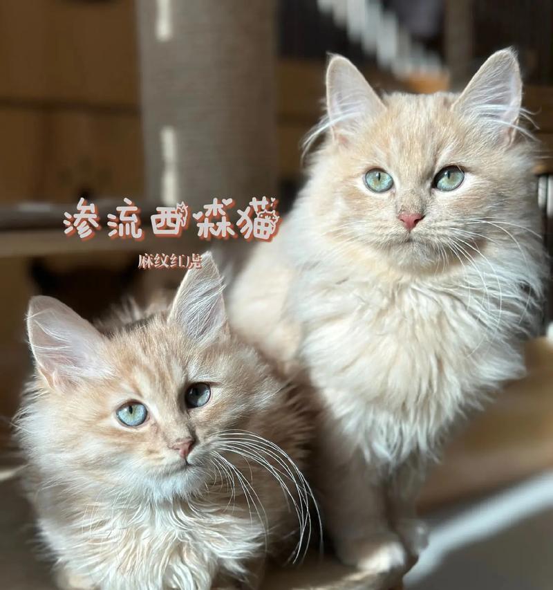 西伯利亚森林猫的生存能力与适宜家养性（探讨西伯利亚森林猫的适应能力和适合家庭环境的特点）