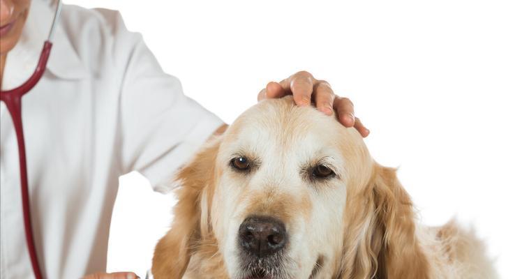 金毛犬掉毛严重怎么办？教你5个小妙招解决掉毛问题（有效应对金毛犬掉毛，让家庭焕然一新）