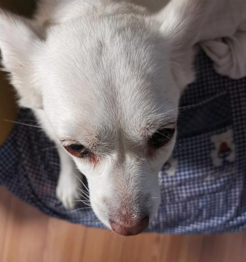 狗脸肿了多久会好？（探索狗脸肿胀的康复时间以及处理方法。）