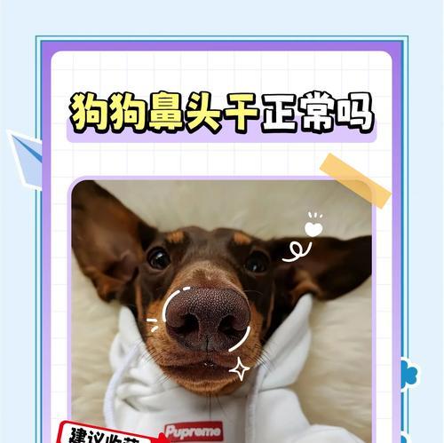 狗狗鼻子干燥的原因及解决方法（狗狗鼻子干燥的原因有哪些？如何解决狗狗鼻子干燥的问题？）