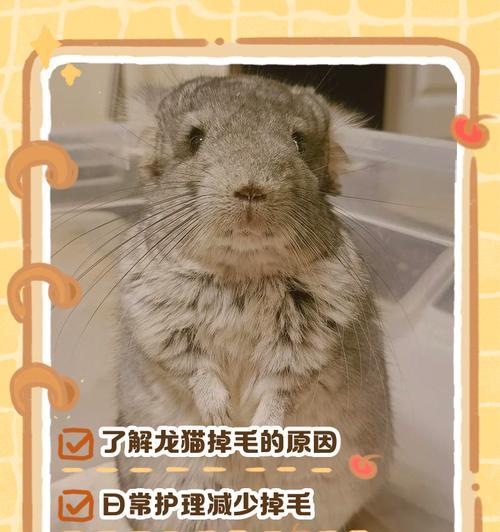 草龙猫牙齿何时过长（长时间未啃草可能导致草龙猫牙齿过长）