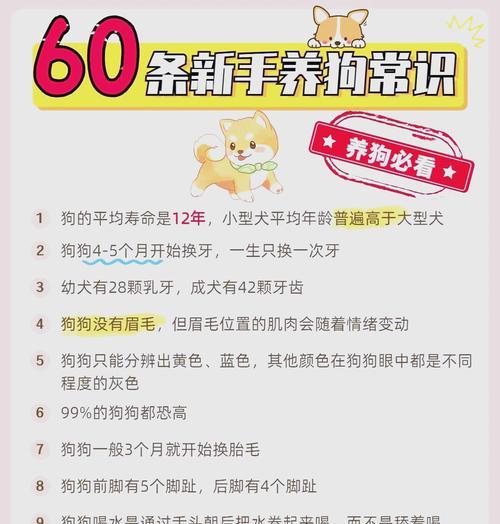 饲养法国斗牛犬的注意事项（新手铲屎官必须了解的关键事项）