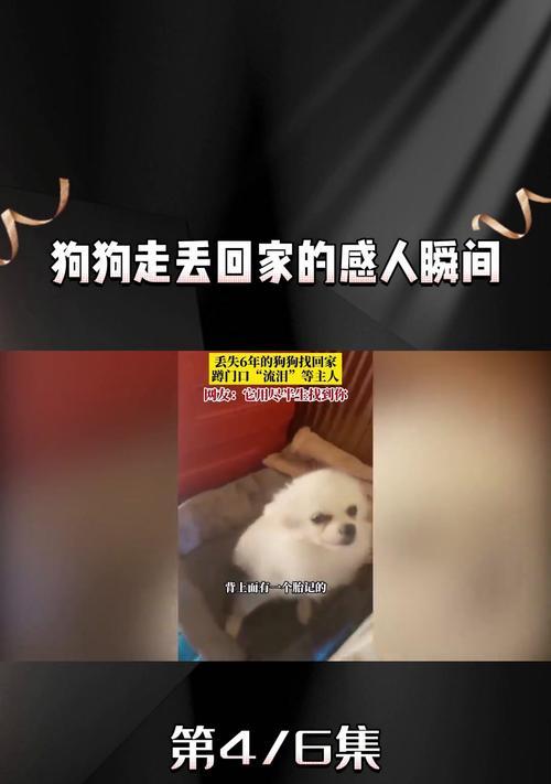 狗如何辨别并找到回家的路（探究狗狗辨别和导航能力的奥秘）