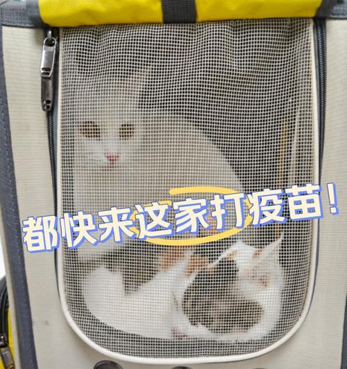 宠物疫苗的重要性及种类详解（保护宠物健康，选择合适的疫苗是关键）