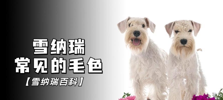 雪纳瑞换毛频率及注意事项（了解雪纳瑞的毛发换新周期，保持其健康和美丽）