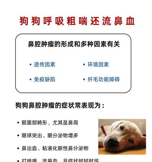 狗狗打喷嚏的原因及应对方法（狗狗打喷嚏的常见原因和如何测量狗狗的呼吸频率）