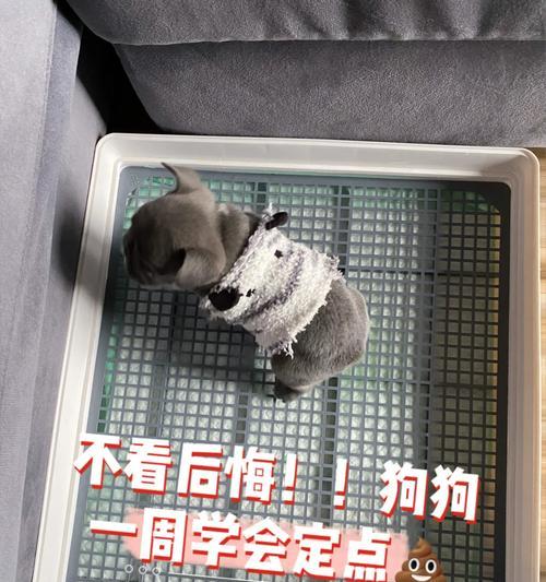 幼犬进食后多久大小便？（了解幼犬的排泄规律）