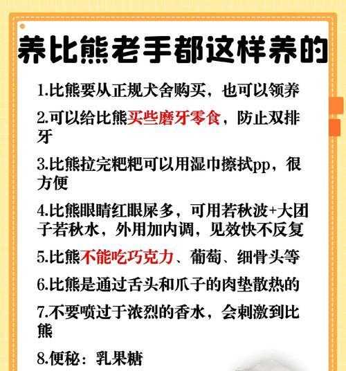 比熊犬喂养注意事项及禁忌（正确选择食物，保证比熊犬健康）