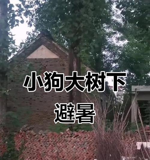 如何让小狗度过舒适的夏天（小狗避暑的有效方法与注意事项）