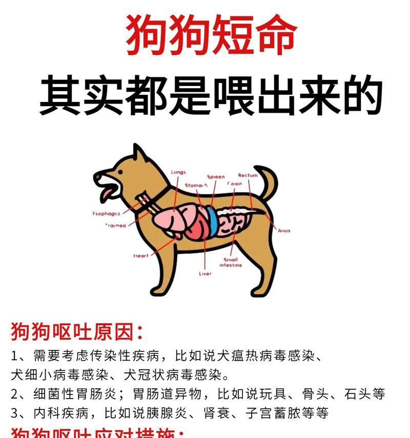 狗不能吃的食物，保护你的爱犬健康（了解这些食物，避免给狗带来健康隐患）