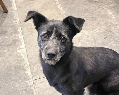 斗牛犬的成年期及发育时间（了解斗牛犬成长的关键因素和时间节点）