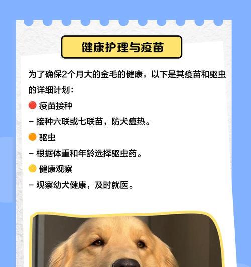 金毛犬预防针的时间间隔和重要性（保护金毛犬免受疾病侵害的关键——定期接种预防针）