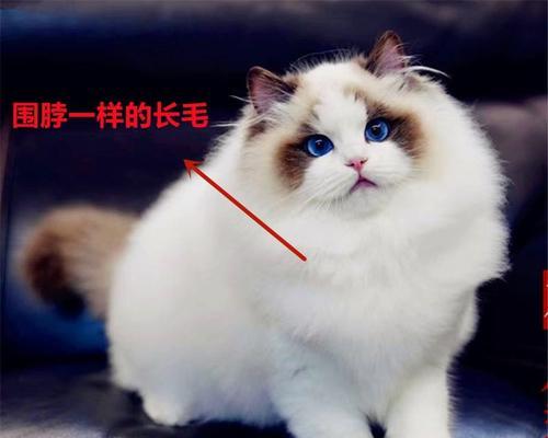 布偶成熟需要多长时间？（探索布偶猫成长期的奥秘）