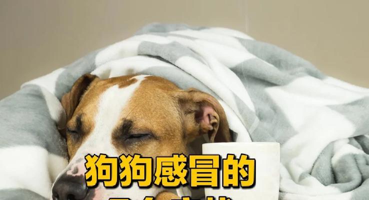 狗狗感冒好了多久洗澡？（感冒康复后，合适的洗澡时间和注意事项）