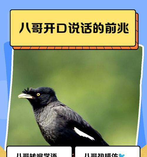 如何教八哥说话（科学方法帮助八哥学习说话）