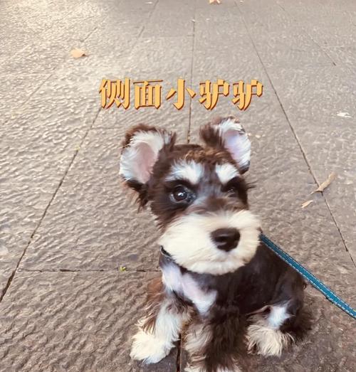 电剪与手剪（了解区别与必要性，保护狗狗健康）
