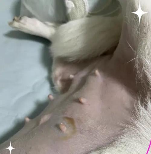 狗狗产后护理指南（细致呵护，健康成长）