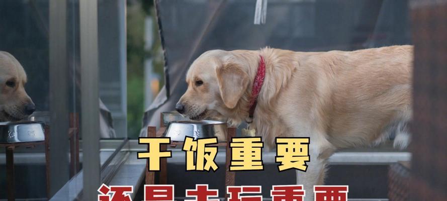 如何处理夏天狗狗食欲不振的问题（夏季高温下，狗狗食欲不振该如何调理？）