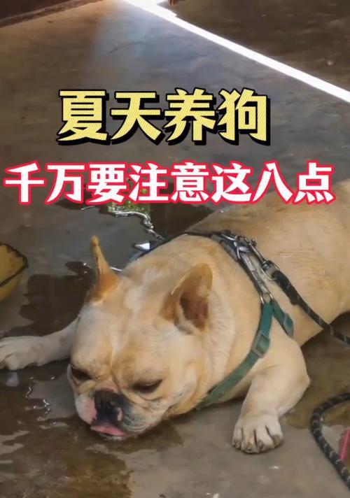 养宠物狗狗需注意事项（买狗狗前需要知道的重要事项）