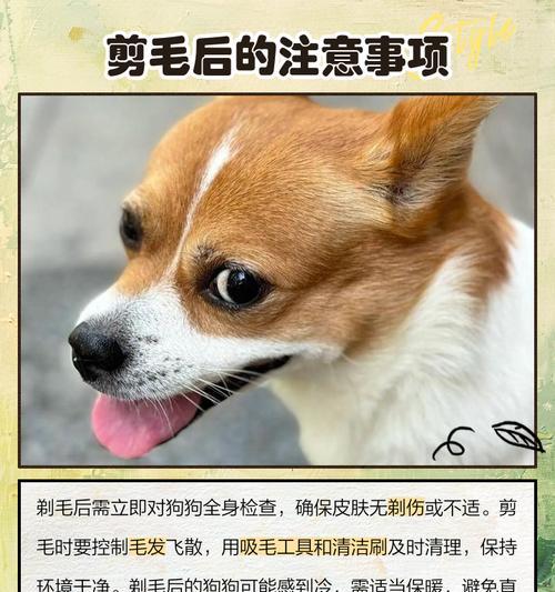 狗剪毛后多久才能长出来？（揭秘狗狗毛发再生周期及保持毛发健康的方法）