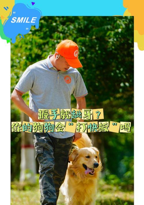 训练一只狗狗需要多长时间？（揭秘训练狗狗的时间和关键诀窍）