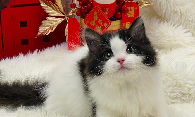 英国短毛猫的生育周期及特点（了解英国短毛猫的生育周期和注意事项，助您合理繁殖猫咪。）