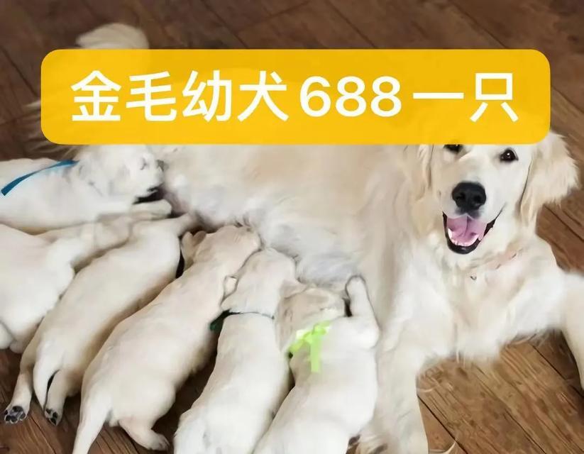 金毛幼犬的适宜卖出时间及关键因素（培养健康金毛幼犬的时间和条件探讨）