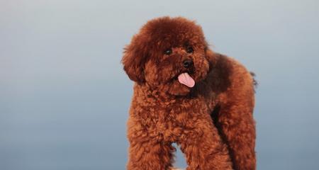 标准贵宾犬的高昂价格（探究标准贵宾犬价格的原因及市场需求）