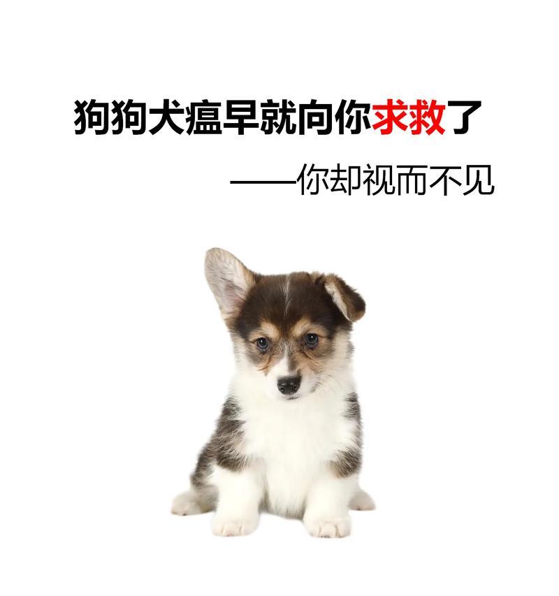犬瘟病的症状及治疗方法（了解犬瘟病的常见症状和有效治疗方法）