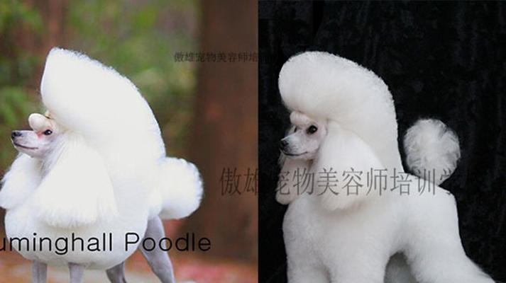 贵宾赛级装的标准图解析（探寻贵宾赛级装的规范要求与设计灵感）