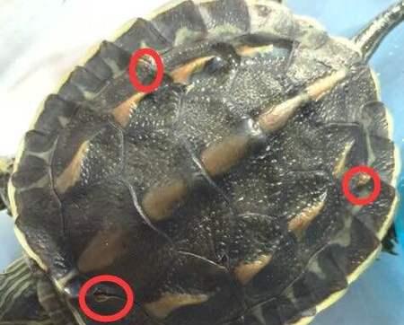 花龟腐甲恢复时间有多长？（以花龟腐甲的修复速度为例，了解生物的再生能力）