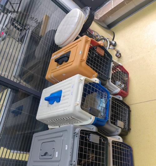 新购小猫的体检流程详解（从到家到生活无忧的必要步骤）