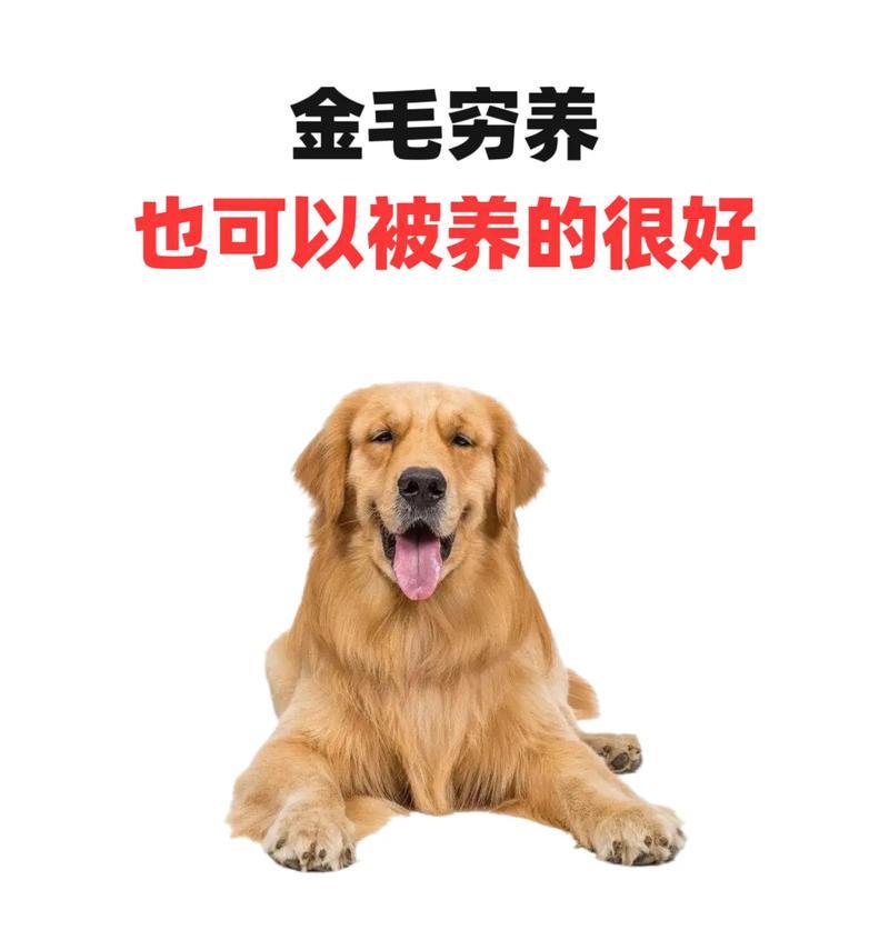 金毛犬养育时间大揭秘！（探究金毛长大成熟所需的时间以及如何科学养育）