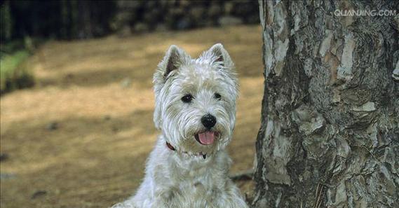 揭秘以梗内犬（了解以梗内犬的起源、特点和养护，探索你未曾知晓的世界）