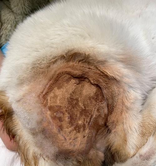狗狗伤口结疤的时间有多久？（探究狗狗伤口愈合的因素及时间要求）