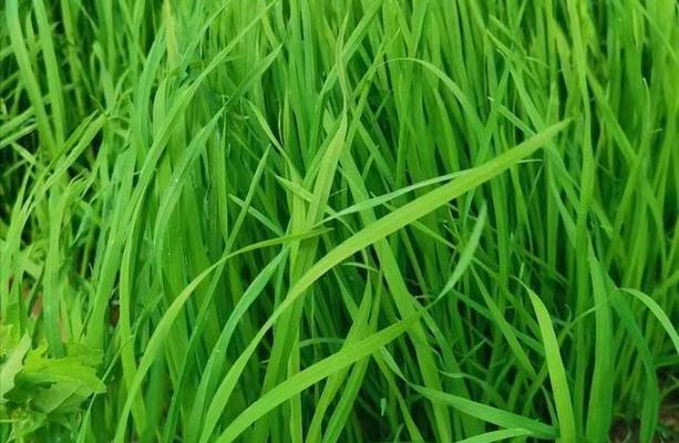 兔子的饲养之道（探究兔子在不同年龄段所需的牧草类型及“兔子牧草”）