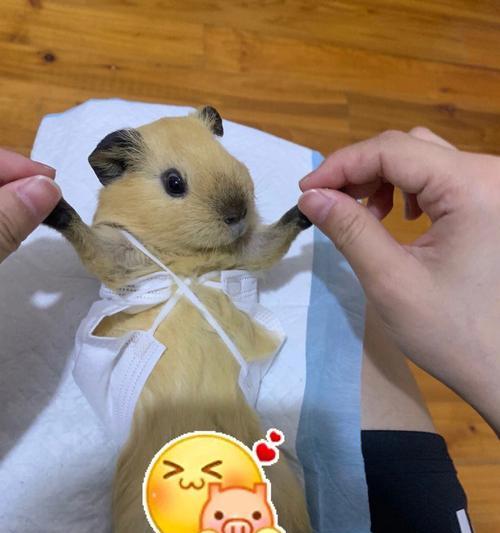 如何为荷兰猪提供足够的维生素C？（食物补充维生素C是保持荷兰猪健康的关键）